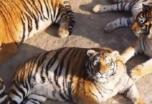 «У мене просто кістка пухнаста»: товсті амурські тигри розвеселили Мережа Амурські тигри в китаї погладшали